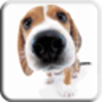 dog licks screen lwp free android application logo